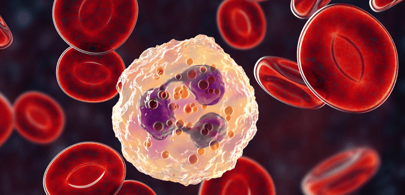 Leykosit Nədir? Qanda Leykosit Azlığı və Çoxluğu Səbəbləri